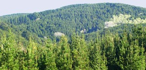 Forestry