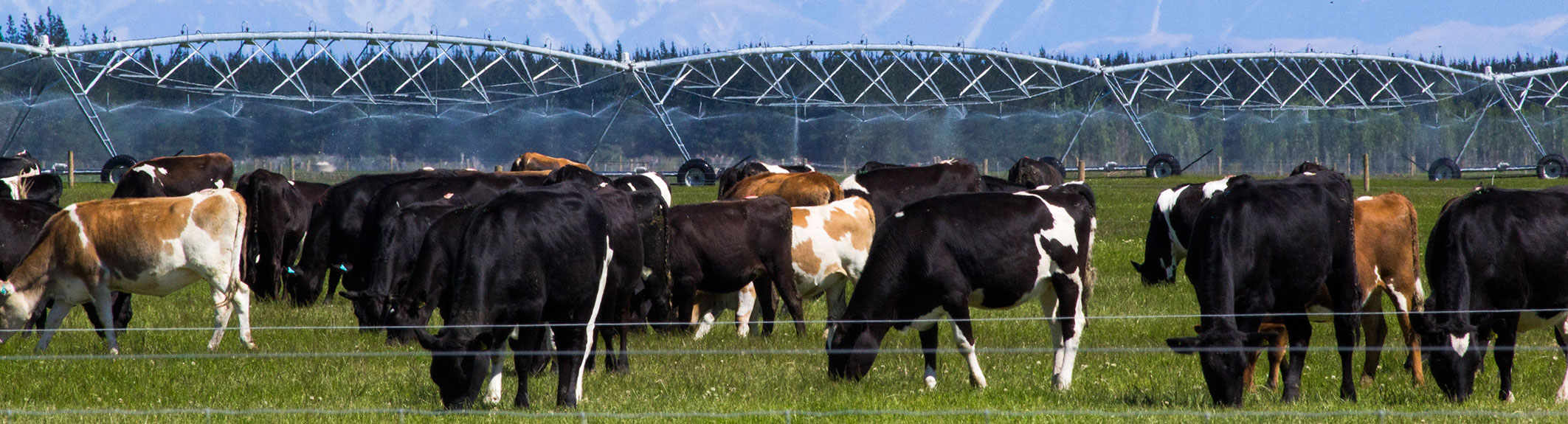 Dairy irrigation